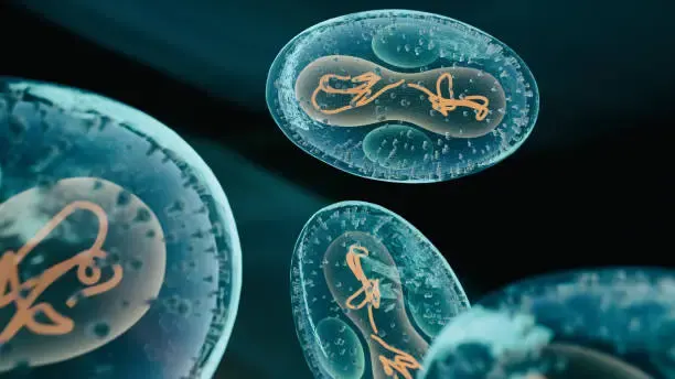 Cyclosporiasis Cases Surge in West Virginia as Health Officials Urge Food Safety Precautions — photo 2
