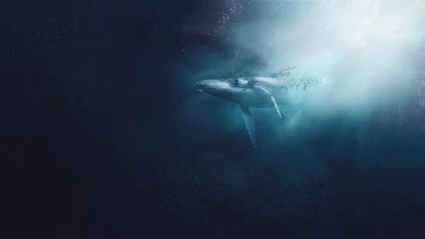 Whale Graveyards in Greenland Reveal Hidden Cost of Lost Deep-Sea Ecosystems — photo 3