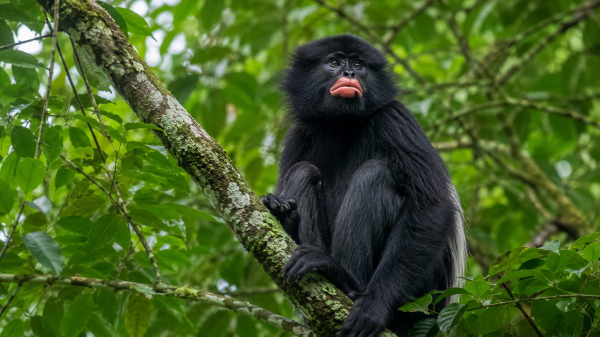 New Monkey Species Discovered in DR Congo Forest With Distinctive Orange Lips — photo 2