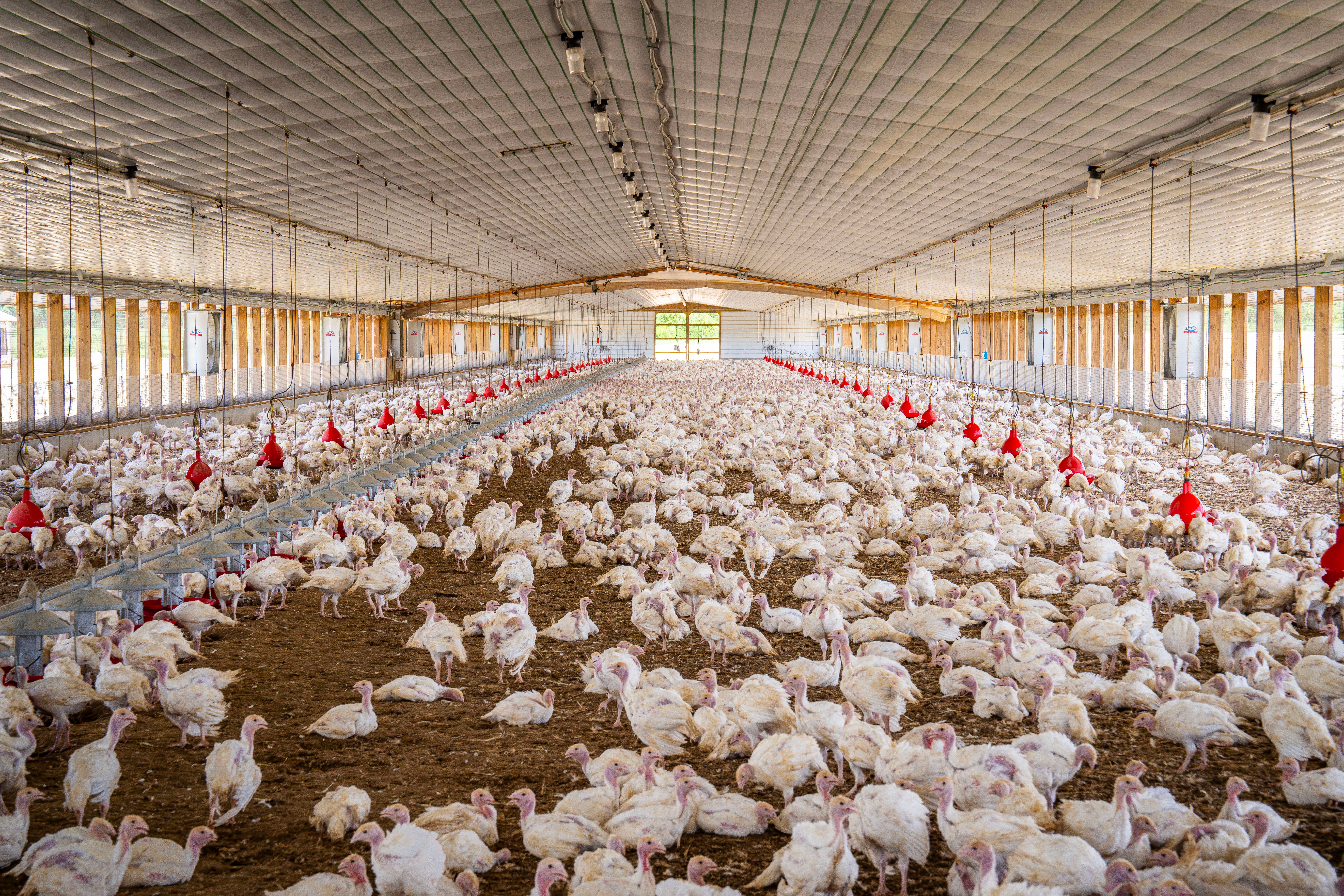 FDA Recalls Nearly 1.6 Million Dozen Eggs Over Salmonella Risk