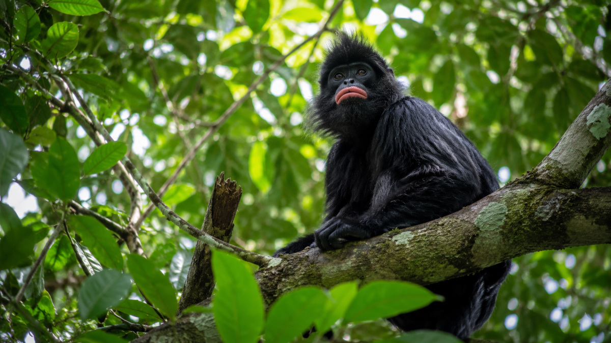 New Monkey Species Discovered in DR Congo Forest With Distinctive Orange Lips